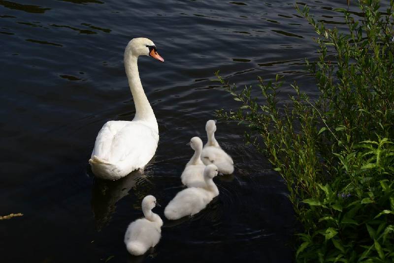 Schwaene auf der Sauer Bild Nr.032